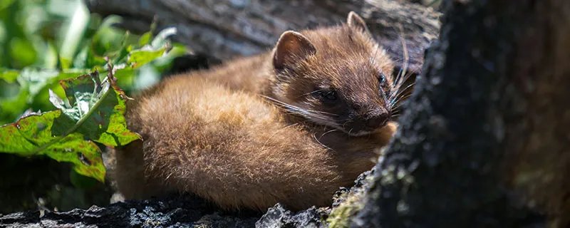 黄鼠狼拜月的科学解释是什么