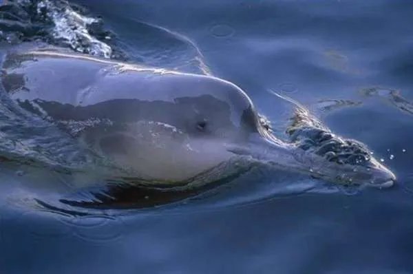 江豚宝宝长江戏水萌萌哒，江豚宝宝为何被称为微笑天使？