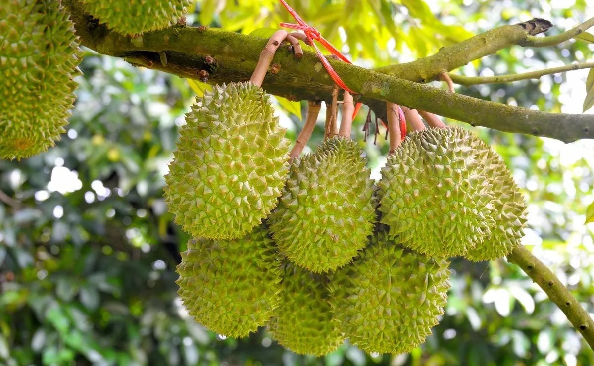 榴莲贵不是没有原因的，榴莲为何会这么贵？