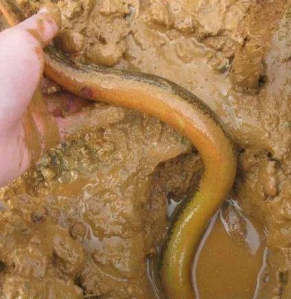 它藏满寄生虫!90%的人却爱吃：一定要注意这些