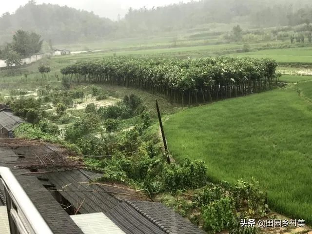 湖北省随州,今年发洪水,是不是有史以来最大的一次?