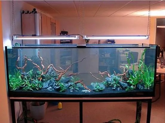 家里这物过大不招财反而漏财(图)