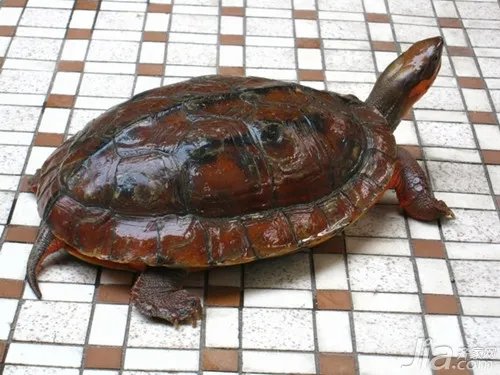 越南金钱龟图片欣赏