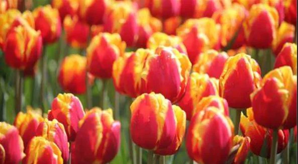 节日的焰火打一成语是什么成语