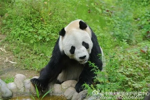 传奇大熊猫去世:全球圈养1/4都是她生的
