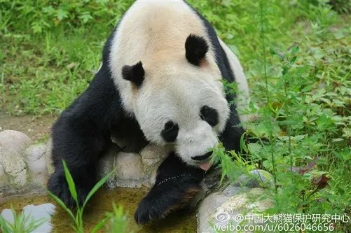 传奇大熊猫去世:全球圈养1/4都是她生的