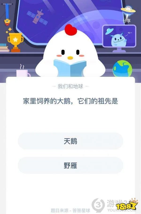 天鹅还是野雁家里饲养的大鹅他们的祖先都是