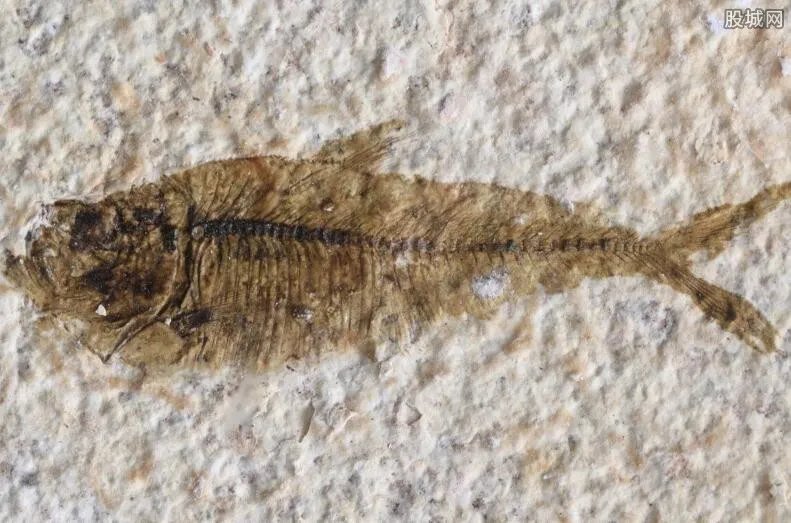 鱼化石一般能值多少钱？ 鱼化石最新市场价格一览