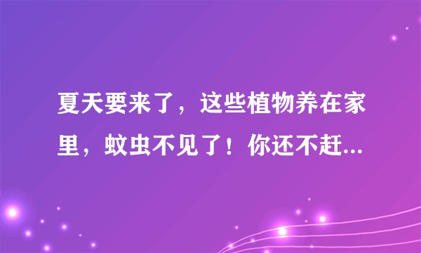 夏天要来了,这些植物养在家里,蚊虫不见了!你还不赶紧养一盆?