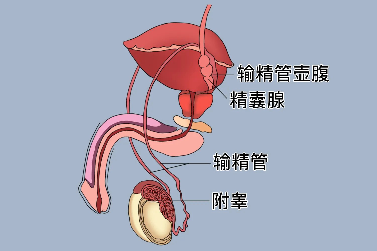 壶腹部在哪个位置图片