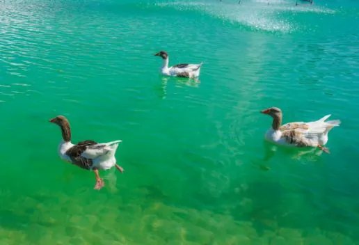 梦到鸭子是什么意思 梦到鸭子代表什么