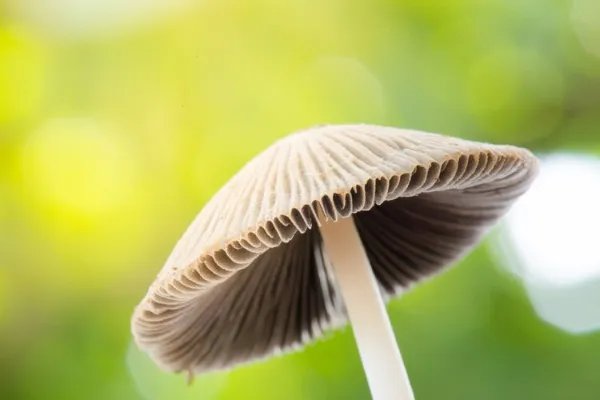 广东祖孙3人食用毒蘑菇致死,这类蘑菇千万别吃