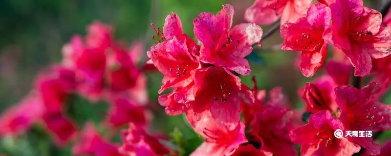 女神节祝福语唯美简短