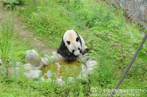 传奇大熊猫去世:全球圈养1/4都是她生的