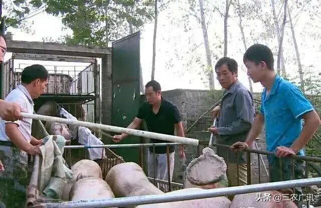 猪肉价格连续10周下降,为何市场上猪肉价格没变动?