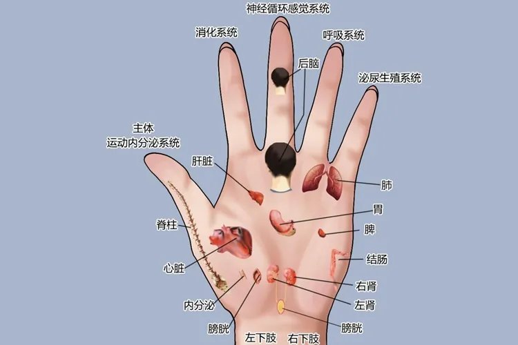 女性左手反射区图解
