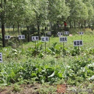 现在种植中药材赚钱吗？