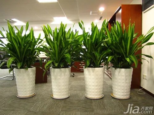 办公室绿植要怎么摆放 办公室绿植摆放技巧