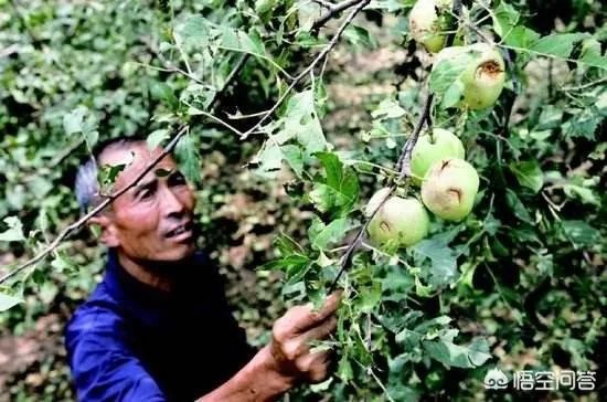 农村果园覆盖的防冰雹网是否能起到作用？