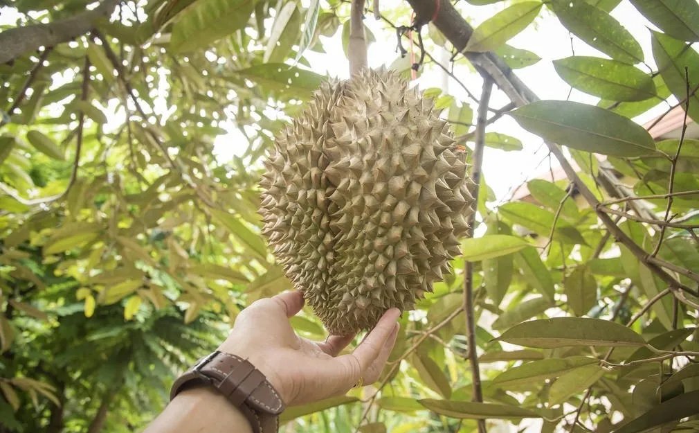 榴莲贵不是没有原因的，榴莲为何会这么贵？