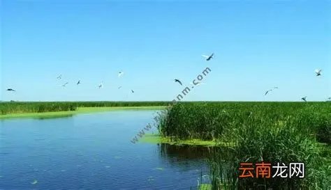 湿地又称为什么