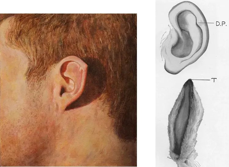 科学家发现：人类进化到现在，身体还存在7个缺陷，你知道几个？