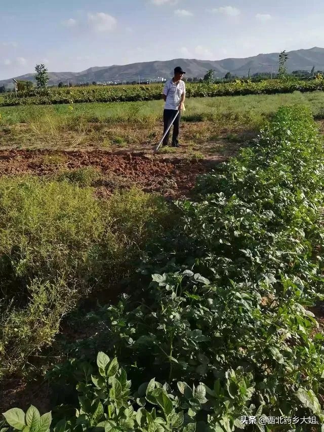 现在种植中药材赚钱吗？