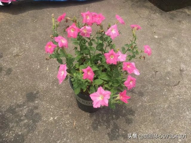 淘宝花店有没有推荐的？