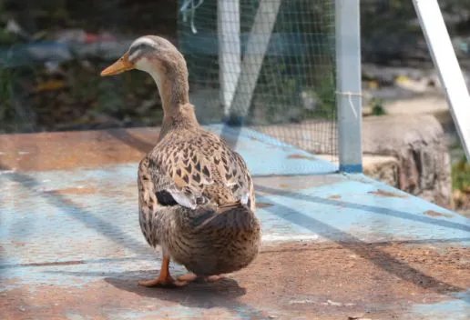 梦到鸭子是什么意思 梦到鸭子代表什么