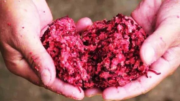 冬季钓鱼关于用饵有什么讲究？