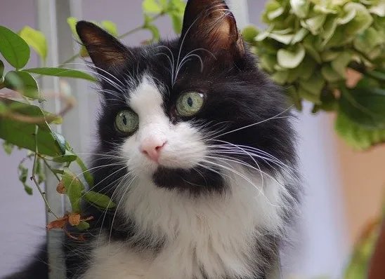 英国一宠物猫新冠检测呈阳性，如何防止宠物被感染？