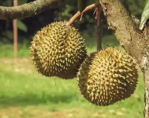 哄抢榴莲村民食物中毒,当地采取了什么措施