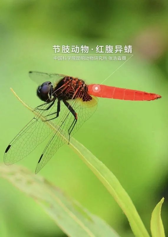 海南首次发现红腹异蜻，红腹异蜻是益虫还是害虫？