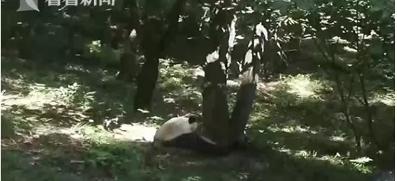 游客为何捡石砸大熊猫？