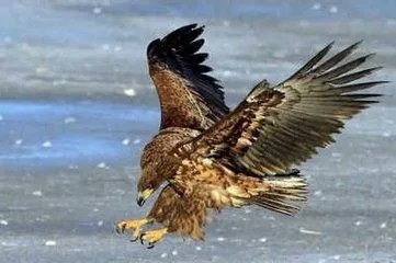 亚洲各国的国鸟是什么?