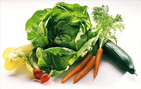 软化菊苣的功效和作用