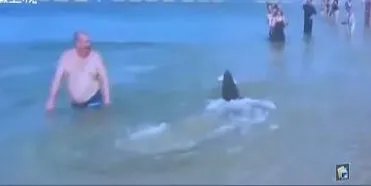 海豹穿梭人群捕鱼是什么情况？