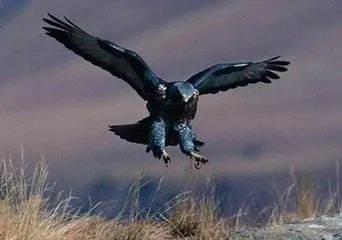 训练老鹰抓无人机有前途吗？