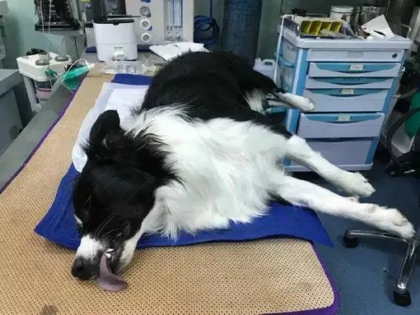 牡丹江一小区11只宠物犬相继被毒死,凶手抓到了!将会受到哪些法律处罚?