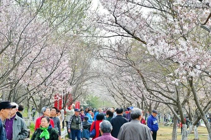 贵阳万亩樱花开放美不胜收 你还在花钱飞日本赏樱花吗