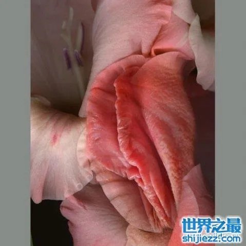 最真实的女人私长处啥样图片,擦下口水禁止幻想