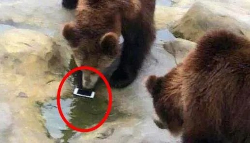 误将手机投喂棕熊是什么情况：真相结果是这样子的