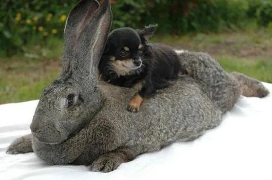 世界上最大的兔子，巨型兔子长1.34米(图片)
