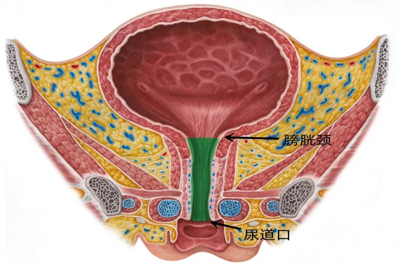 女生小便的地方是什么样子