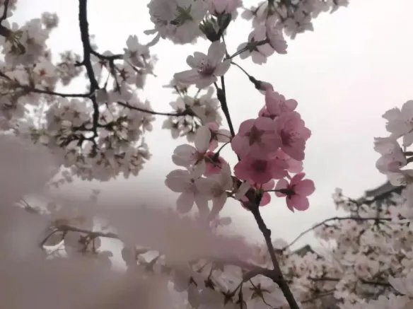 武大樱花5G直播是怎么回事 武大樱花5G直播是真的吗