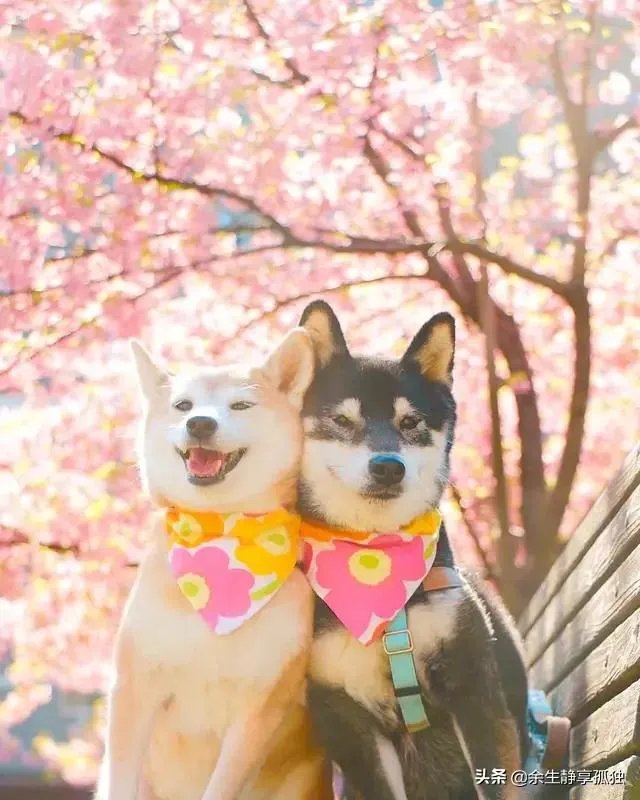 如果你和一群狗生活在一起,你会怎么办?