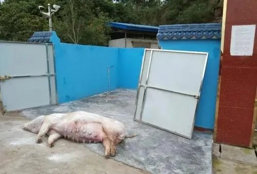 景德镇一养猪场大批死猪致污染，后续是否对此进行了整改呢？