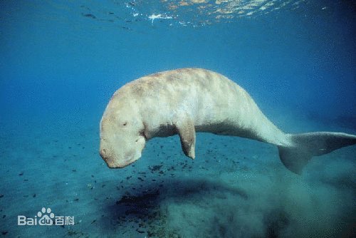 美人鱼实际上是什么动物