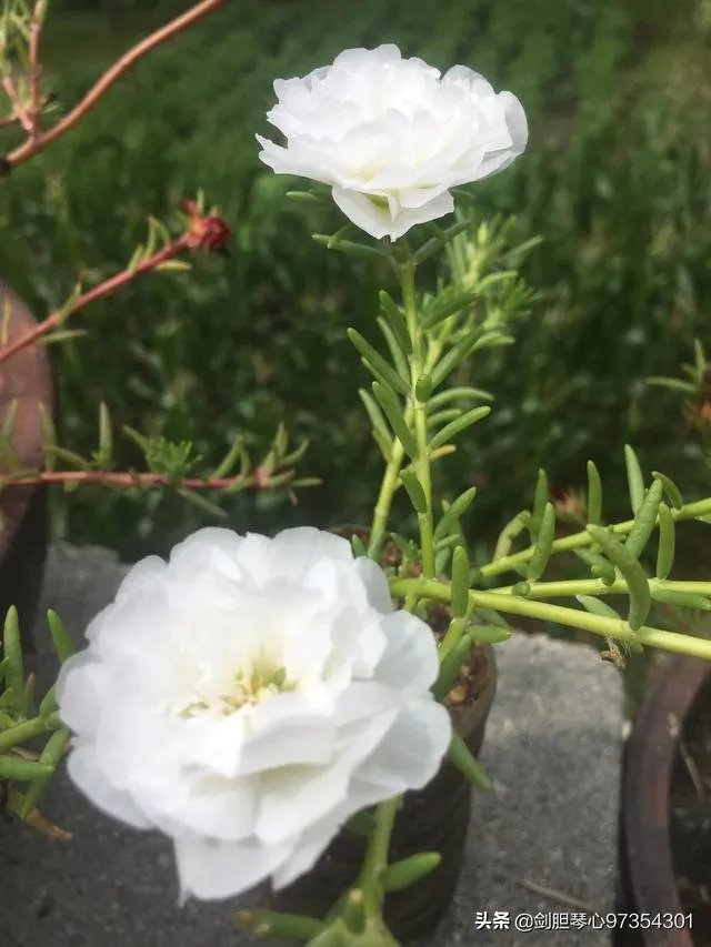 淘宝花店有没有推荐的？