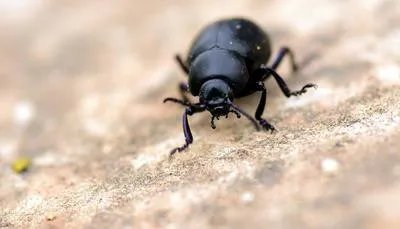 蜱虫叮咬两人去世